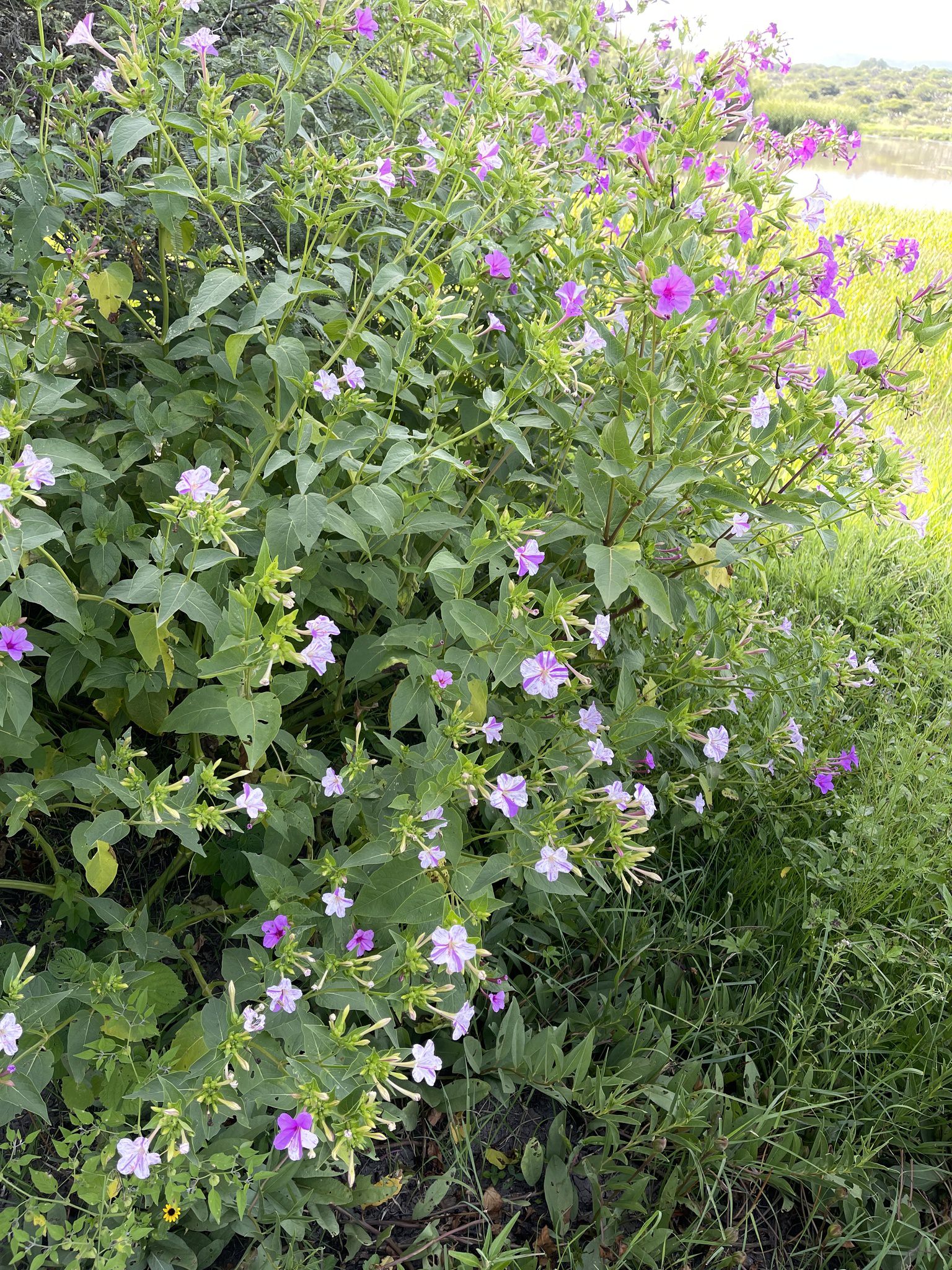 Mirabilis jalapa